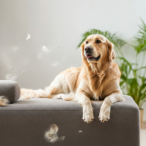 RF_Slideshow_Pets.jpg