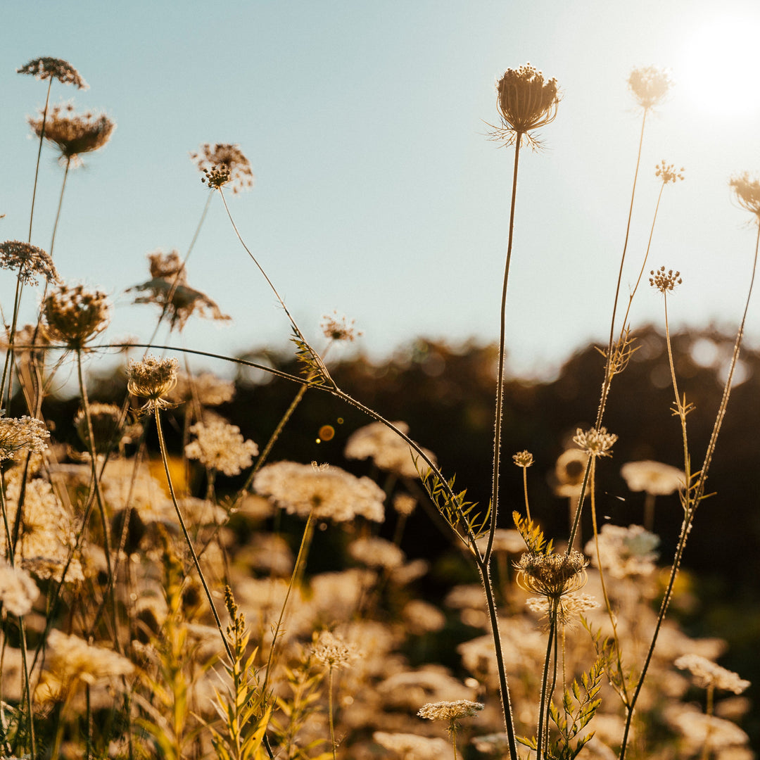 thin-plant-stems-in-sun.jpg